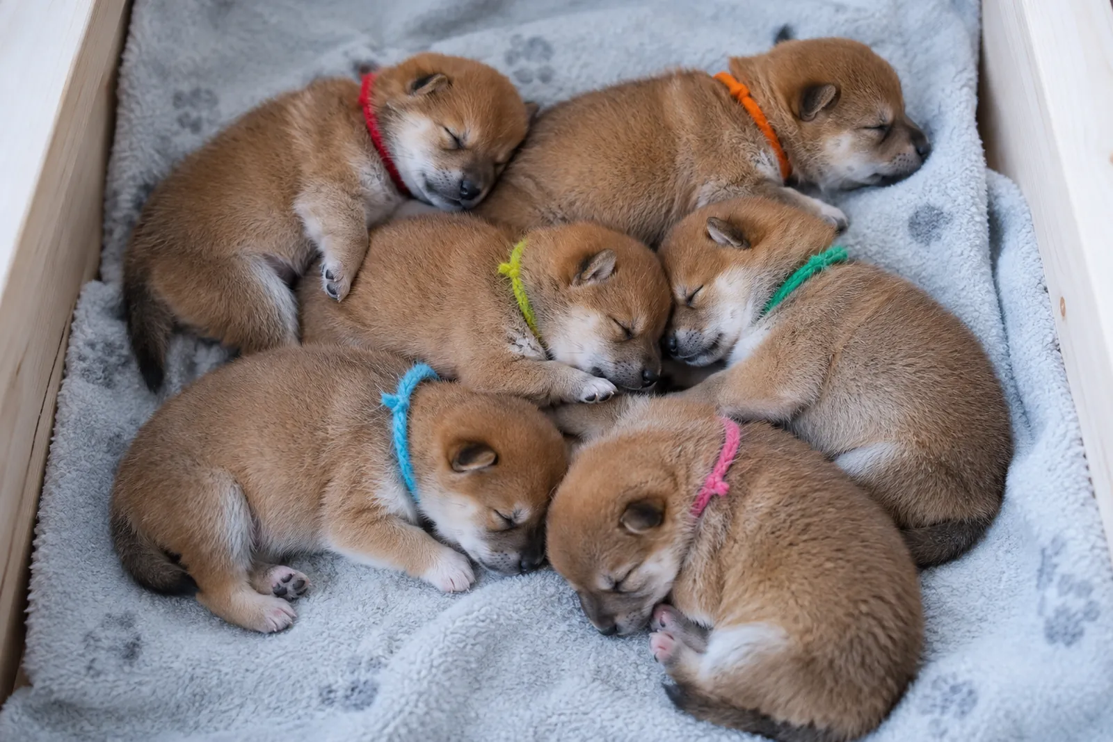 色違いの毛糸の首輪をつけて眠る、生まれて間もない柴犬の子犬6頭